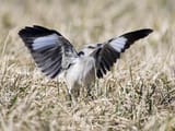 best bird
