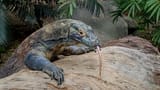 Komodo_Dragon