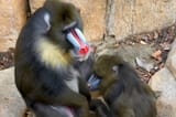 mandrill_male_female