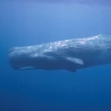 sperm-whale_thumb_square