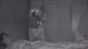 hungry night dog_thumb.jpg