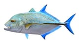 bluefin-trevally