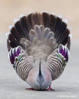 Thread 5021744 OP Image