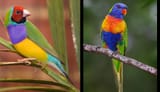 Male_adult_Gouldian_Finch_and_Male_adult_Rainbow_Lorikeet