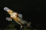 Platypus 13