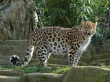 Panthera_pardus_orientalis_Colchester_Zoo_(1)