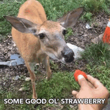 some-good-ol-strawberry-healthy