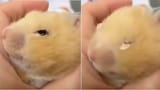 ham-itsover