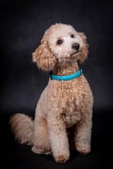 portrait-miniature-poodle-dog_802764-2146