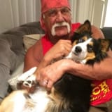 hulk-hogan-hanging-out-with-the-big-dog-7cegitdzq2-600x598