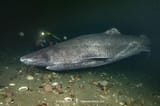 Greenland-Shark-105-3864092748