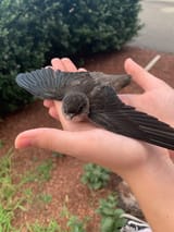 bird