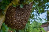 largebeehive-2718696677