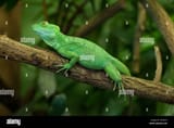 basilisk