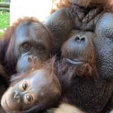 2021-orangutan-family-chopkinstidwell