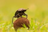 Dung_Beetle