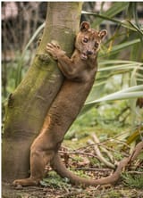 fossa