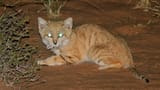 sand-cat-3
