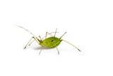 aphid