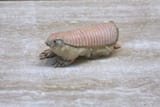 1280px-Pink_Fairy_Armadillo_(Chlamyphorus_truncatus)