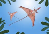 1752257374458_Sharovipteryx-1536x1097