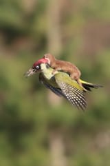 Weasel_Rides_Woodpecker_2x3