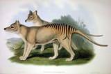 Thylacinus_cynocephalus_2_Gould