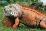 iguana-cf65