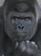 handsome-gorilla-shabani-5a4376424a913__700