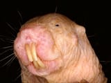 9-oct_naked-mole-rat-war