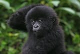 15-Gorilla