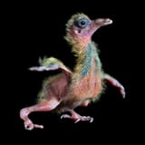 embark-captured-stock_pigeon-baby-walks-resize20x24finalwhcc