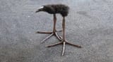 pukeko-617079688