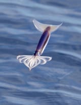 flying-squid