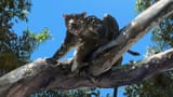 thylacoleo_carnifex_rudolfhima