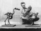 dodo-skeleton-HP1619-001-59a83f640d327a00109f0af7