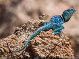 eastern collared lizard