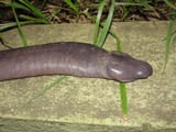 purple-caecilian-amphibian-8qhbm4auc27vb8vg