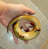 banana lizard curl