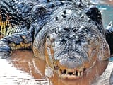 lolong