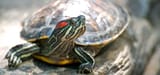 350_the_care_and_reproduction_of_the_red_eared_slider