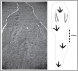 Irenesauripus (Acrocanthosaurus) tracks flipped