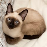 Siamese 1