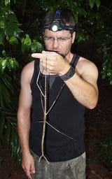 Ctenomorpha-gargantua