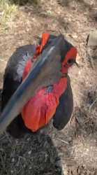 southern ground hornbill_thumb.jpg