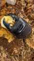 banana beetle_thumb.jpg