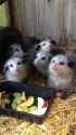 opposum dinner_thumb.jpg