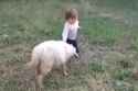 friendly sheep butt_thumb.jpg
