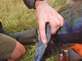 takahe-spur