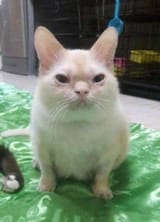 downey-cat